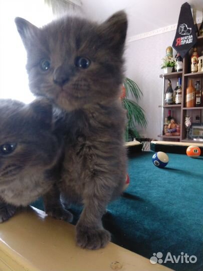 Котята