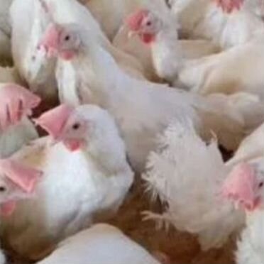 Куры несушки