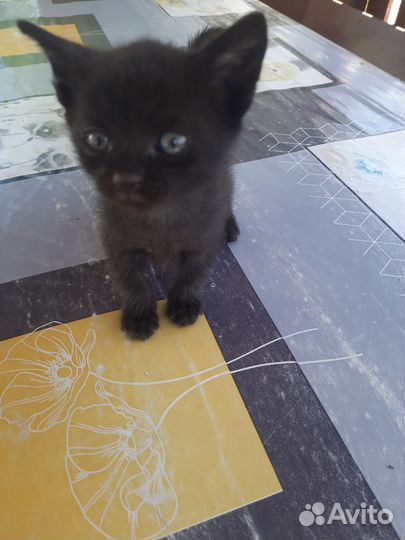 Кошка в дар бесплатно