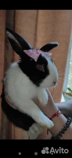 Декоративные кролики мини