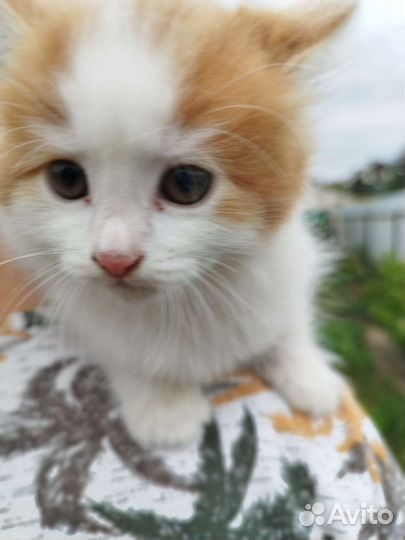 Продам котят