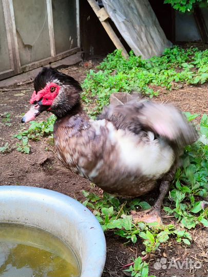 Индоутка селезень