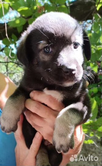 Метисы овчарки