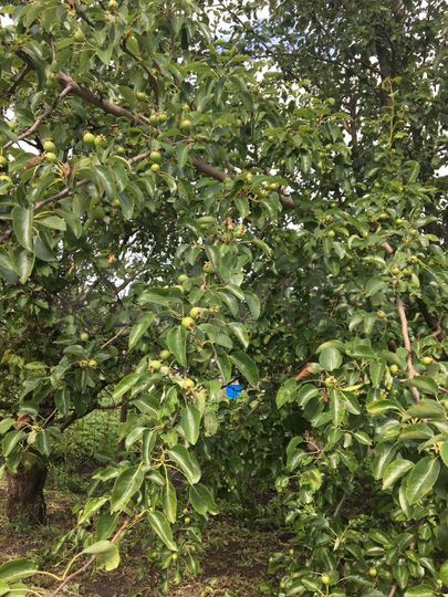 Дача 25 м² на участке 10 сот.