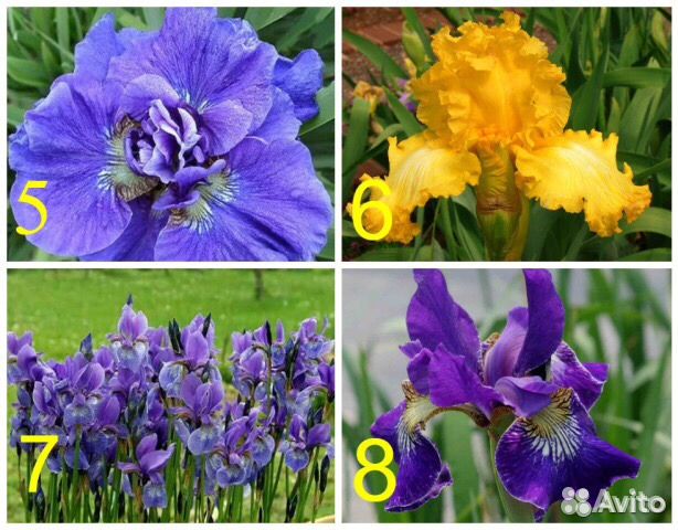 Ирис пионы астильба хоста лилейник рамашки