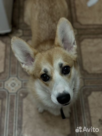 Вельш-корги пемброк девочка