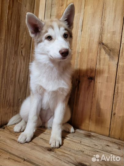 Сибирский хаски