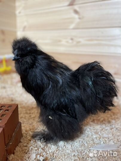 Петух китайский шелковый 800 оуб 6 месяцев