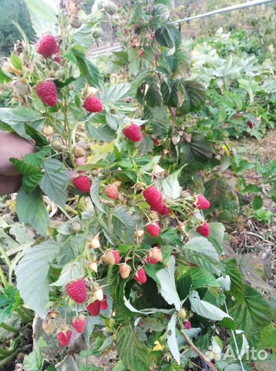 Саженцы малины