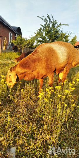 Овцы бараны ягнята, Гисарские