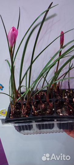 Зефирантес или выскочка