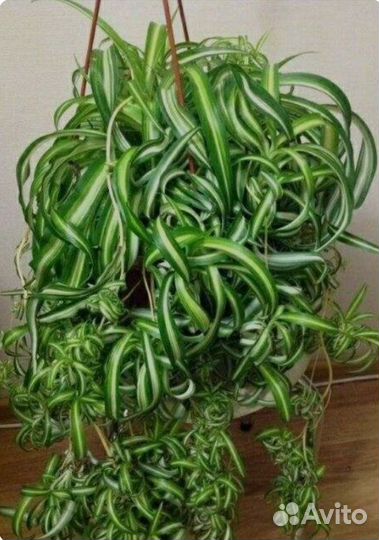 Хлорофитум кудрявый