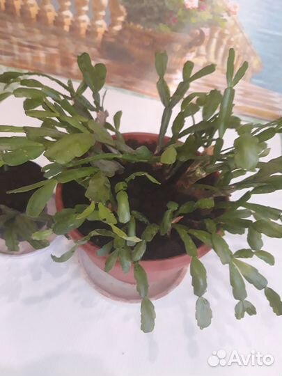 Декабрист шлюмбергера малиновый