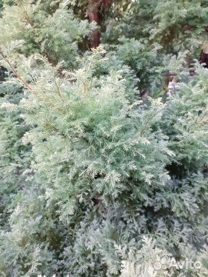 Кипарисовий елка