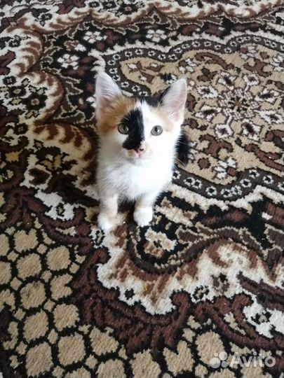 Трехцветная кошка в добрые руки