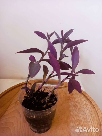 Растения на обмен