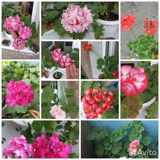 Пеларгония герань