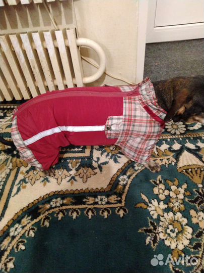 Комбинезон для таксы Г50*Дл30*Ш30