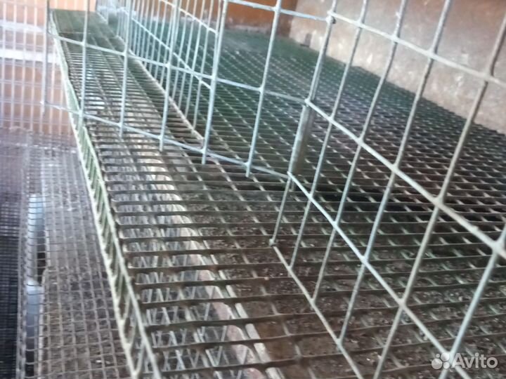 Клетки для перепелов бу