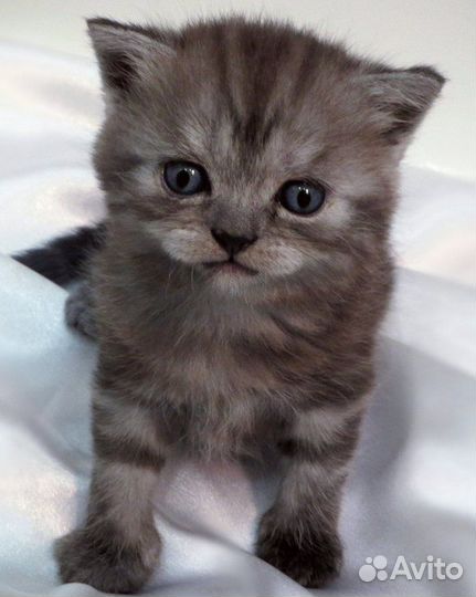 Скоттиш страйт котята