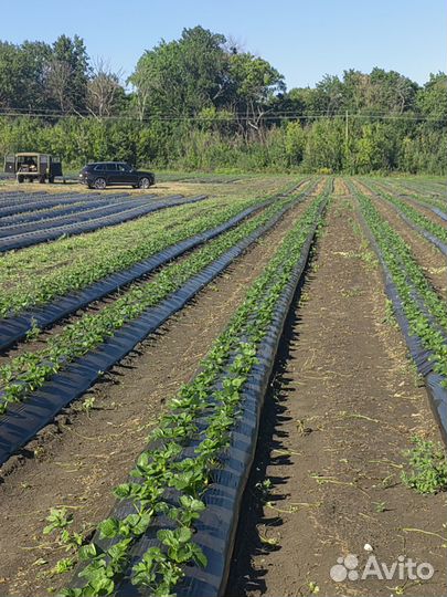 Разнорабочий с ежедневной оплатой