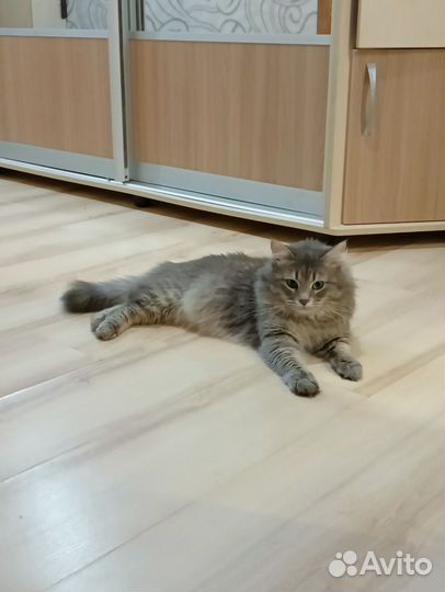 Кот для вязки