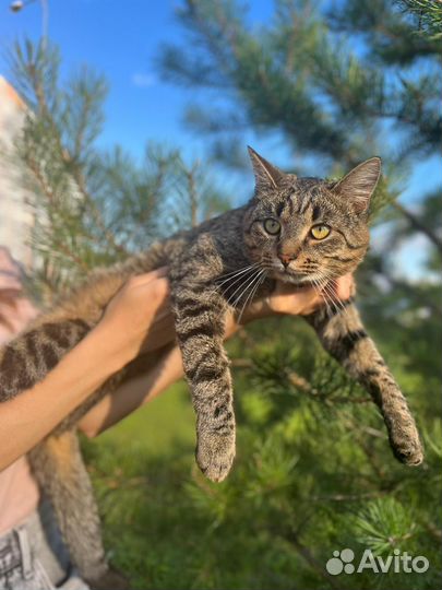 Кот Шпрот в поисках дома