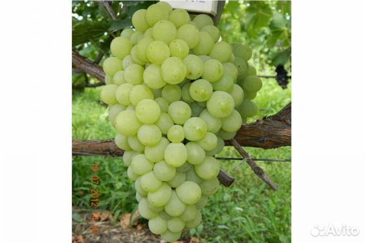Саженцы винограда