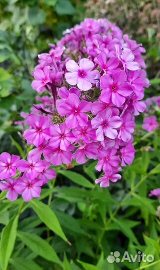 Флокс метельчатый