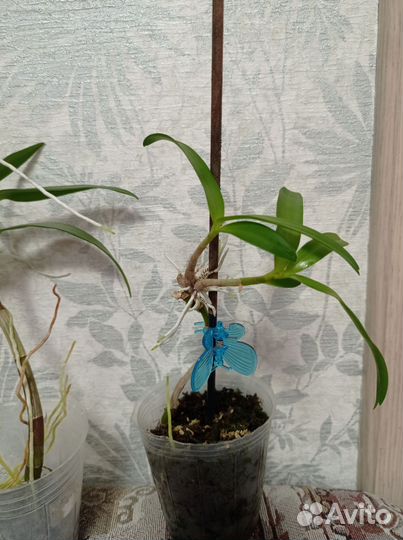 Орхидея дендробиум Кинга