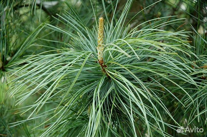 Кедр корейский