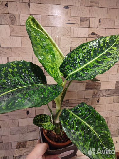 Диффенбахия рефлектор