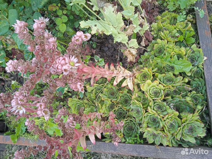 Каменная роза (Молодило)