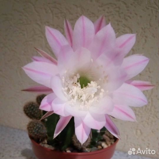 Суккуленты - детки кактуса Echinopsis oxigona