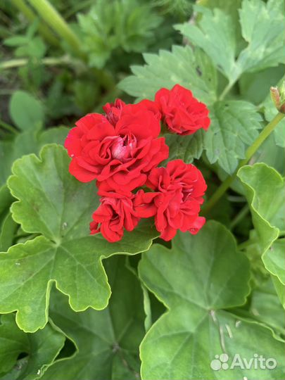 Пеларгония герань