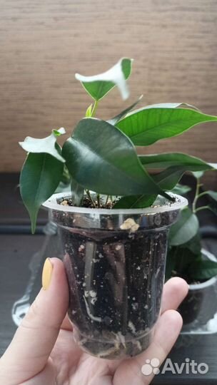 Фикус бенджамина, молодило