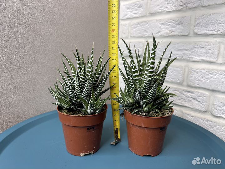 Кактусы и суккуленты хавортия комнатные цветы