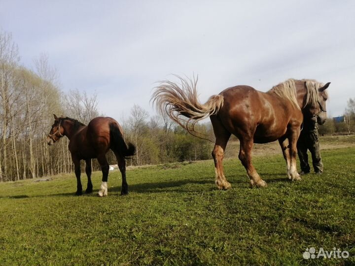 Продам Совецкую кобылу