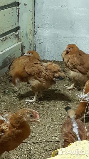 Продам курочек
