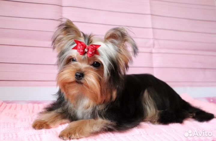 Йоркширский терьер девочки