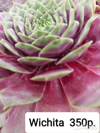 Коллекционные сорта молодило.Садовые