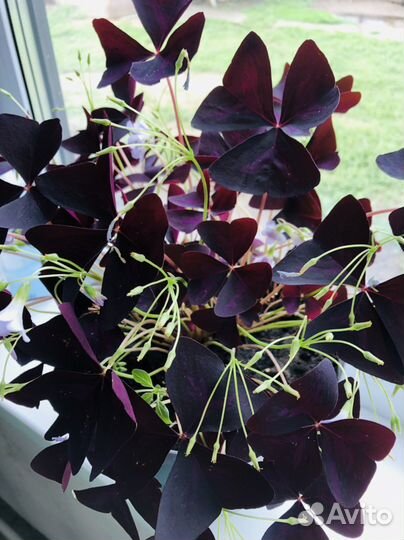 Кислицы оксаоис фиолетовый