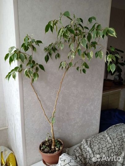 Фикус бенджамина пестролистный