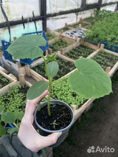 Рассада огурцов Кураж