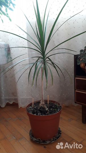 Цветы комнатные