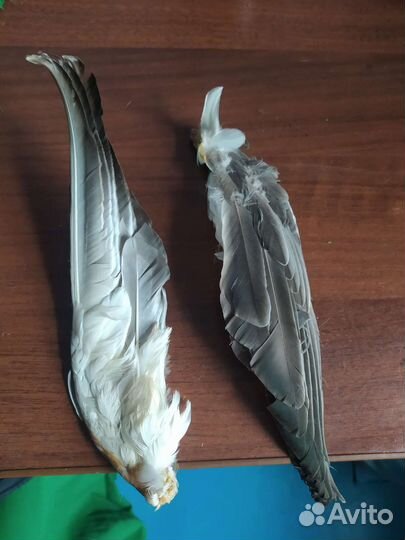 Крылья утки кряквы