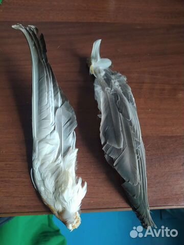 Крылья утки кряквы