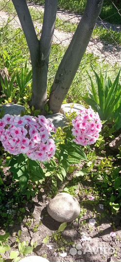 Флокс многолетний