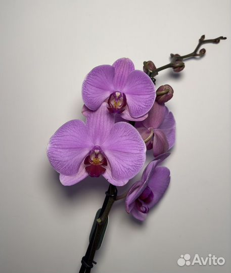 Орхидея фаленопсис
