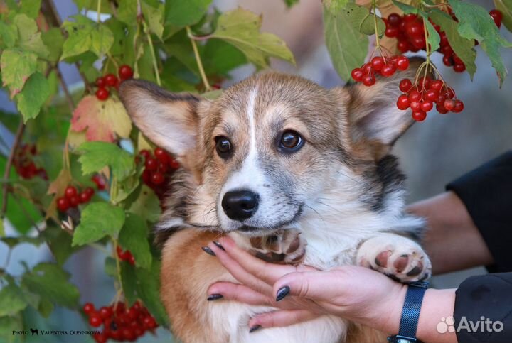 Щенки Вельш Корги Пемброк
